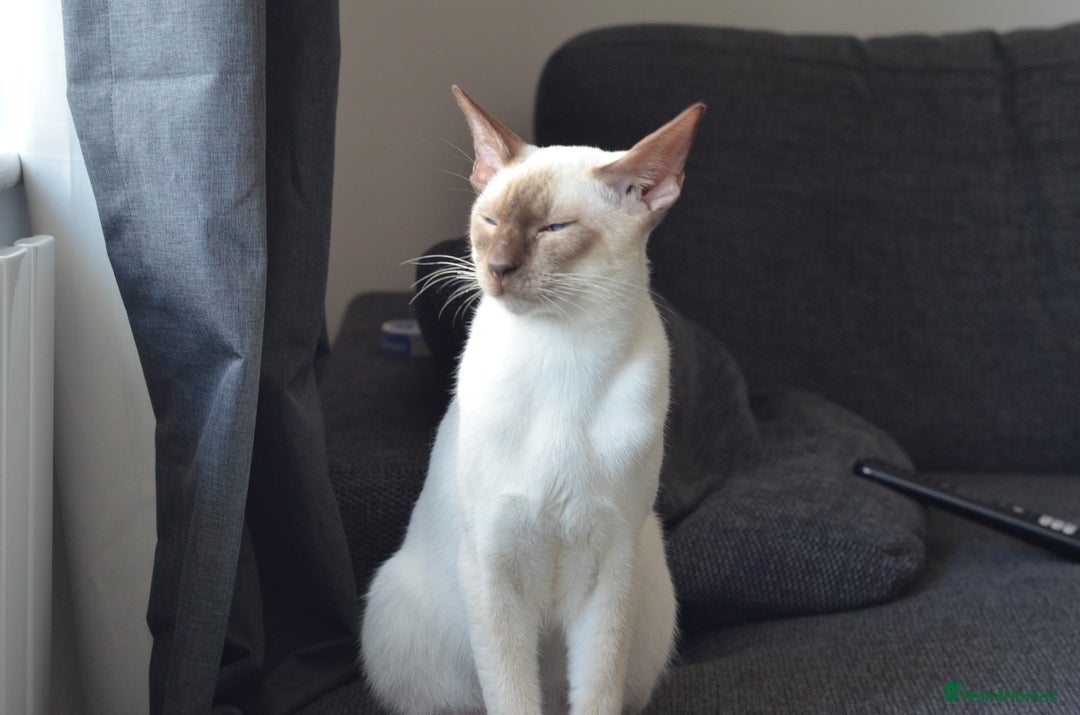 Siamese cats for stud: GORGEOUS WEDGEHEAD TYPE SIAMESE STUD - Image 10