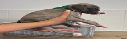 Whippet dogs for sale: Whippet puppies  - Advert 9
