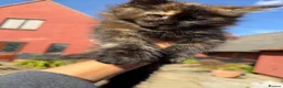 Maine Coon cats for sale:  8 Beautiful Maine Coon Kittens in Dunmow - Advert 7