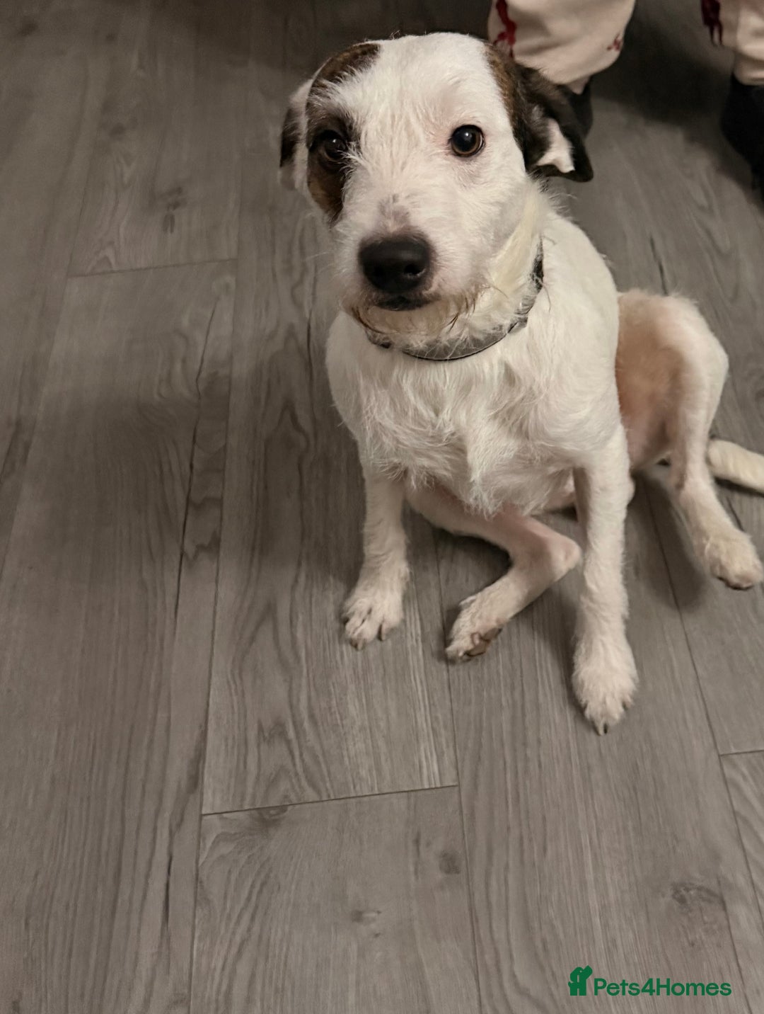 Parson Russell dogs for stud: Parson tussle terrier for stud  - Advert 4