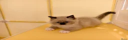 Ragdoll cats for sale: Loving Mitted Kittens – Ready for Homes - Advert 18