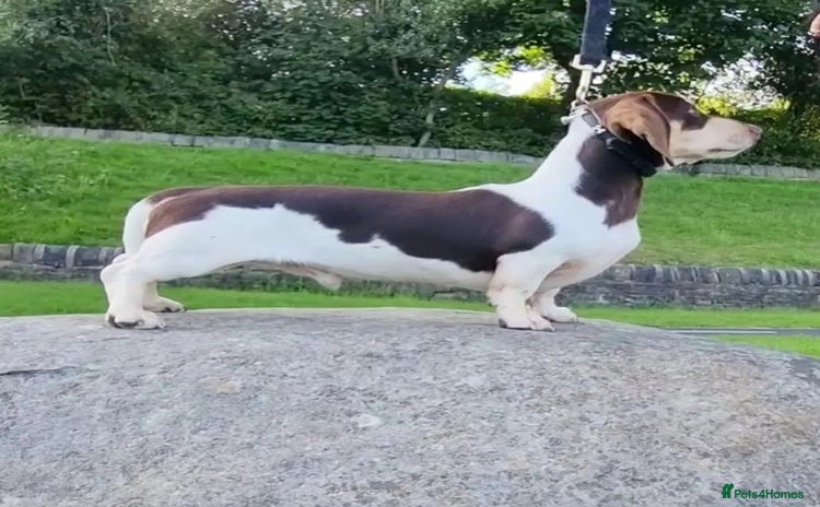 Miniature Dachshund dogs in Blackburn - Advert 8