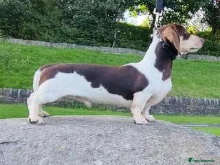 Miniature Dachshund dogs Piebald miniature Dachshund kc registered in Blackburn - Advert 6