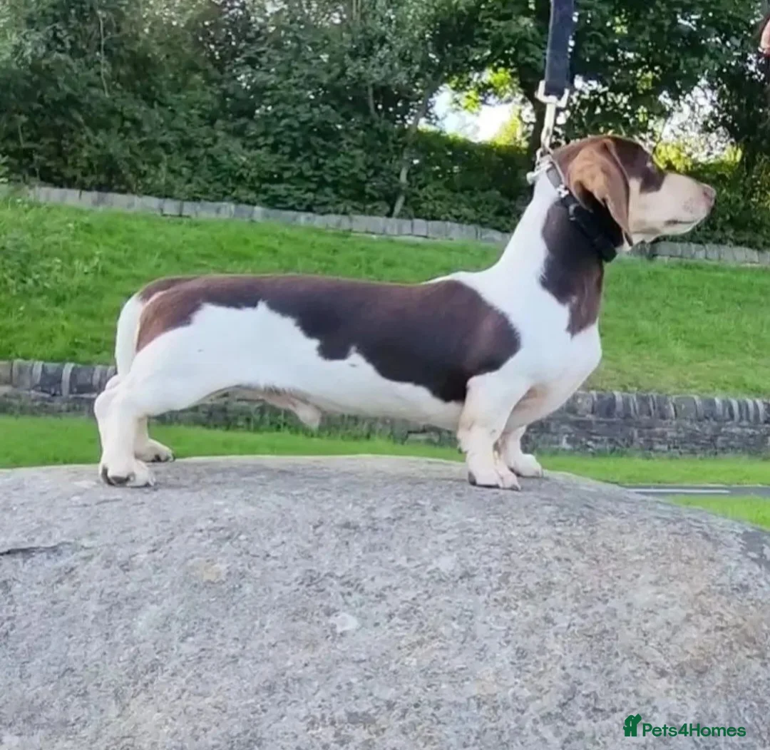 Miniature Dachshund dogs for stud: Piebald miniature Dachshund kc registered  in Blackburn - Advert 1