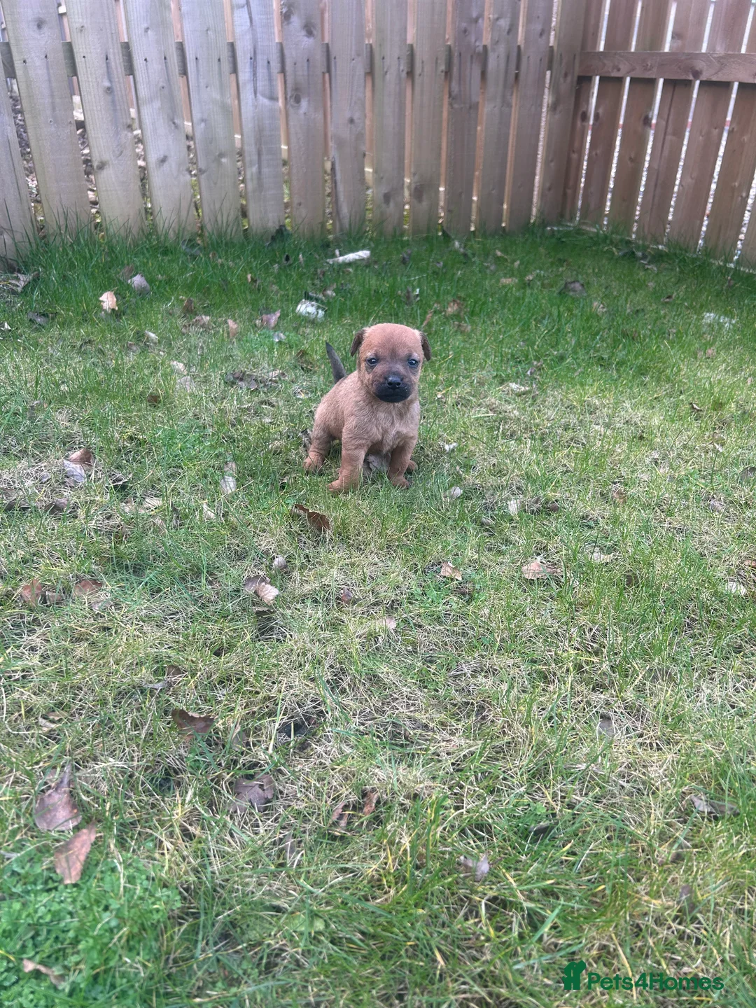 Patterdale Terrier dogs for sale: Stunning Patterdale pups  - Advert 19