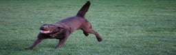 Labrador Retriever dogs for sale: Chocolate lab female  - Advert 21