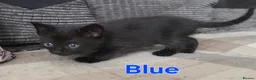 Domestic Shorthair cats for sale: ×2 Black (M) Kittens fully vax flead and dewormed - Advert 26