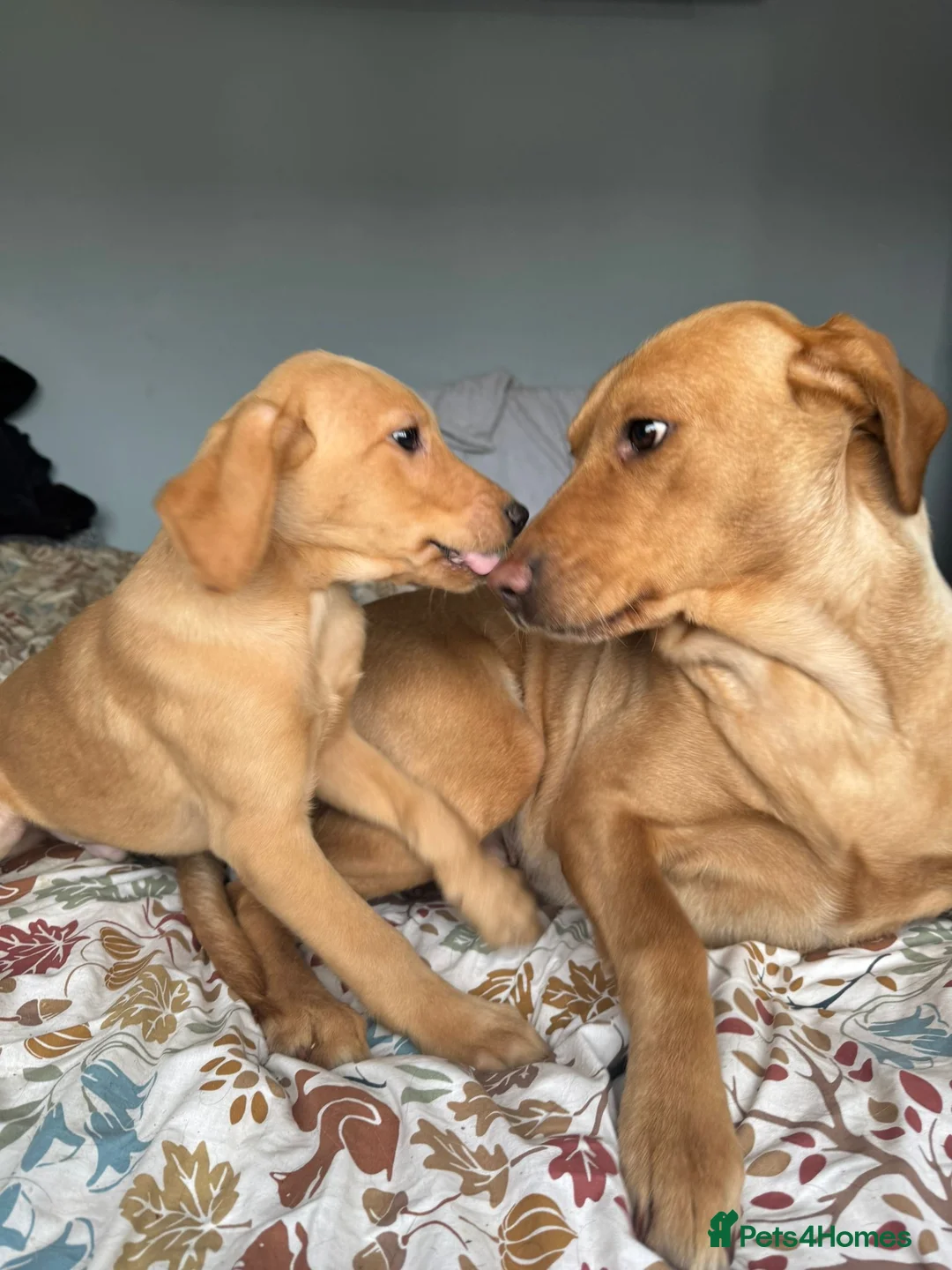 Labrador Retriever dogs for sale: KC Fox Red Lab Pups last 4 males - Advert 1