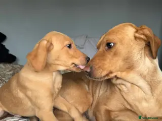 Labrador Retriever dogs KC Fox Red Lab Pups last 4 males - Advert 6