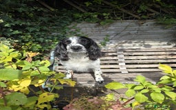 English Springer Spaniel dogs for sale: English working Springer Spaniel puppies for sale  - Image 28