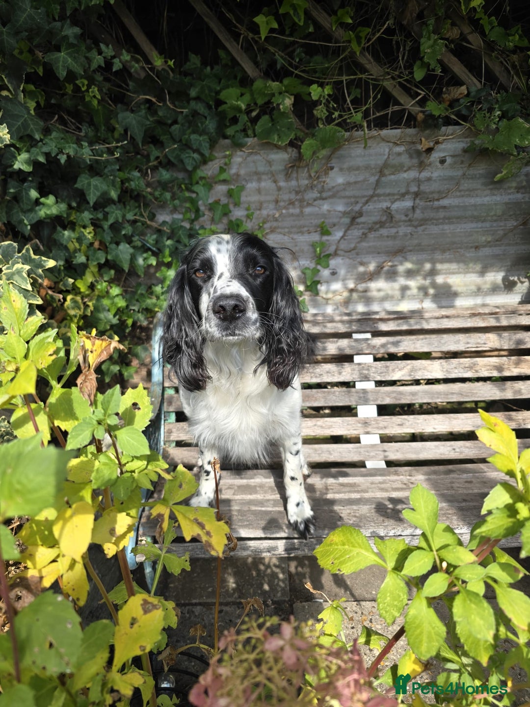 English Springer Spaniel dogs for sale: English working Springer Spaniel puppies for sale  - Image 28