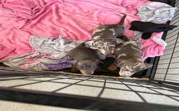 Dachshund dogs for sale: Dachshund puppies  - Image 7
