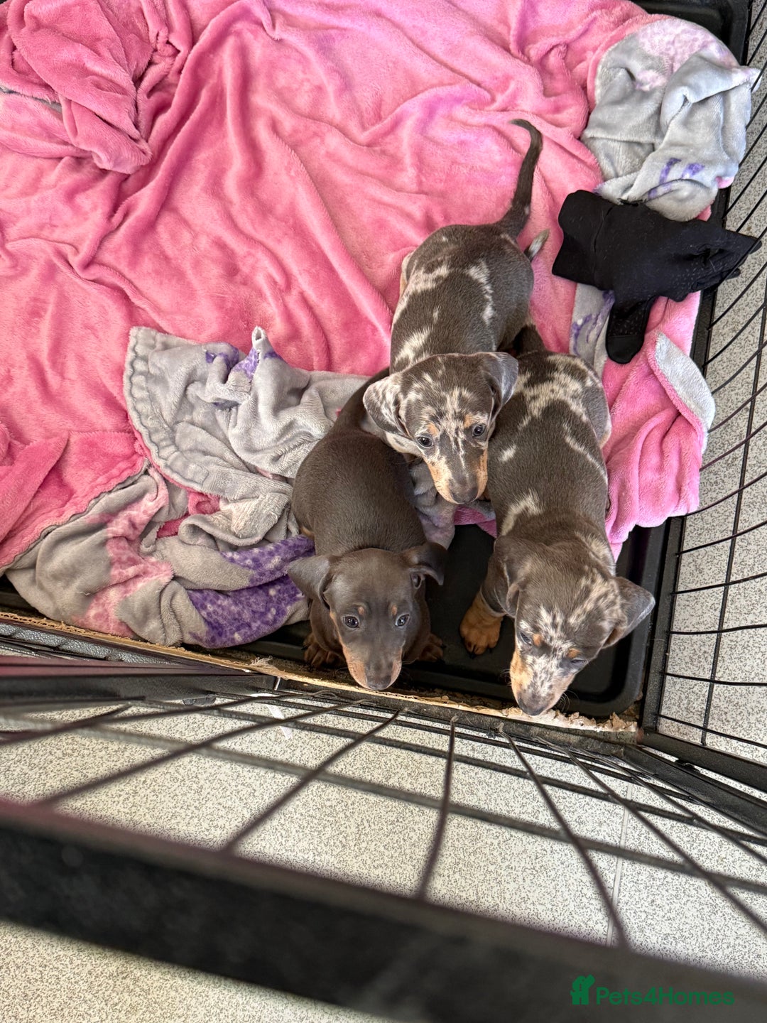 Dachshund dogs for sale: Dachshund puppies  - Image 7