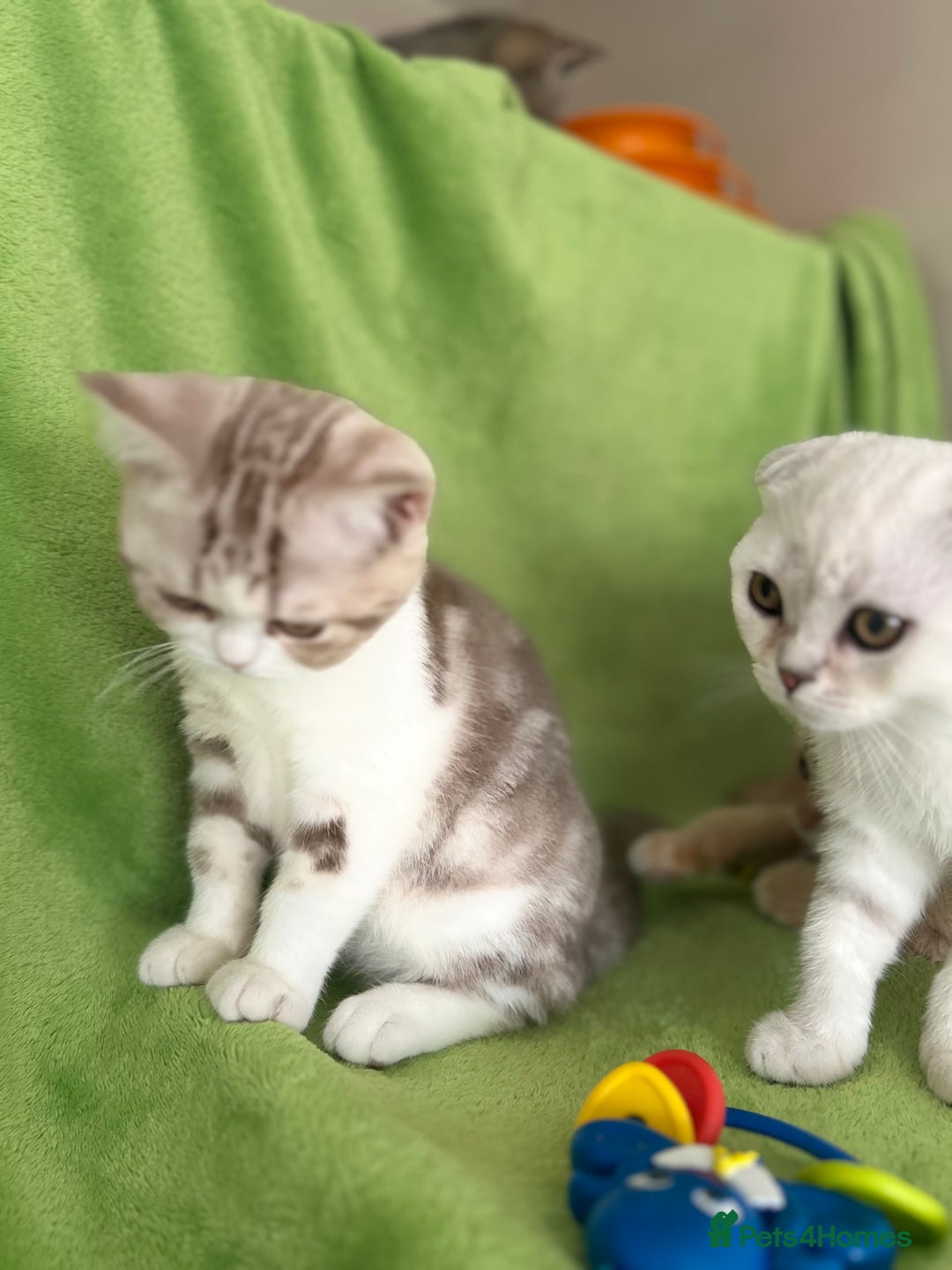 Scottish Fold cats for sale: Beautiful Scottish fold baby’s  in Reading - Image 14