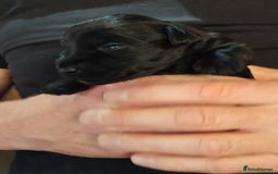 Miniature Schnauzer dogs for sale: Rockybobs Miniature Schnauzers  - Image 11