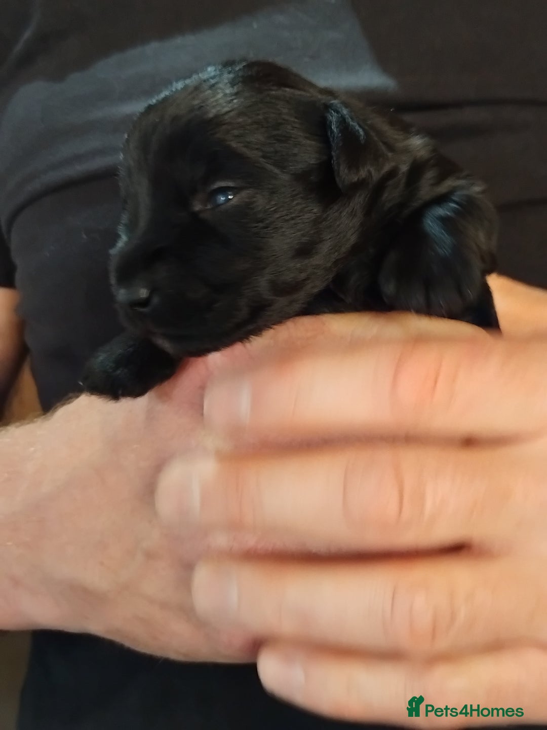 Miniature Schnauzer dogs for sale: Rockybobs Miniature Schnauzers  - Image 11