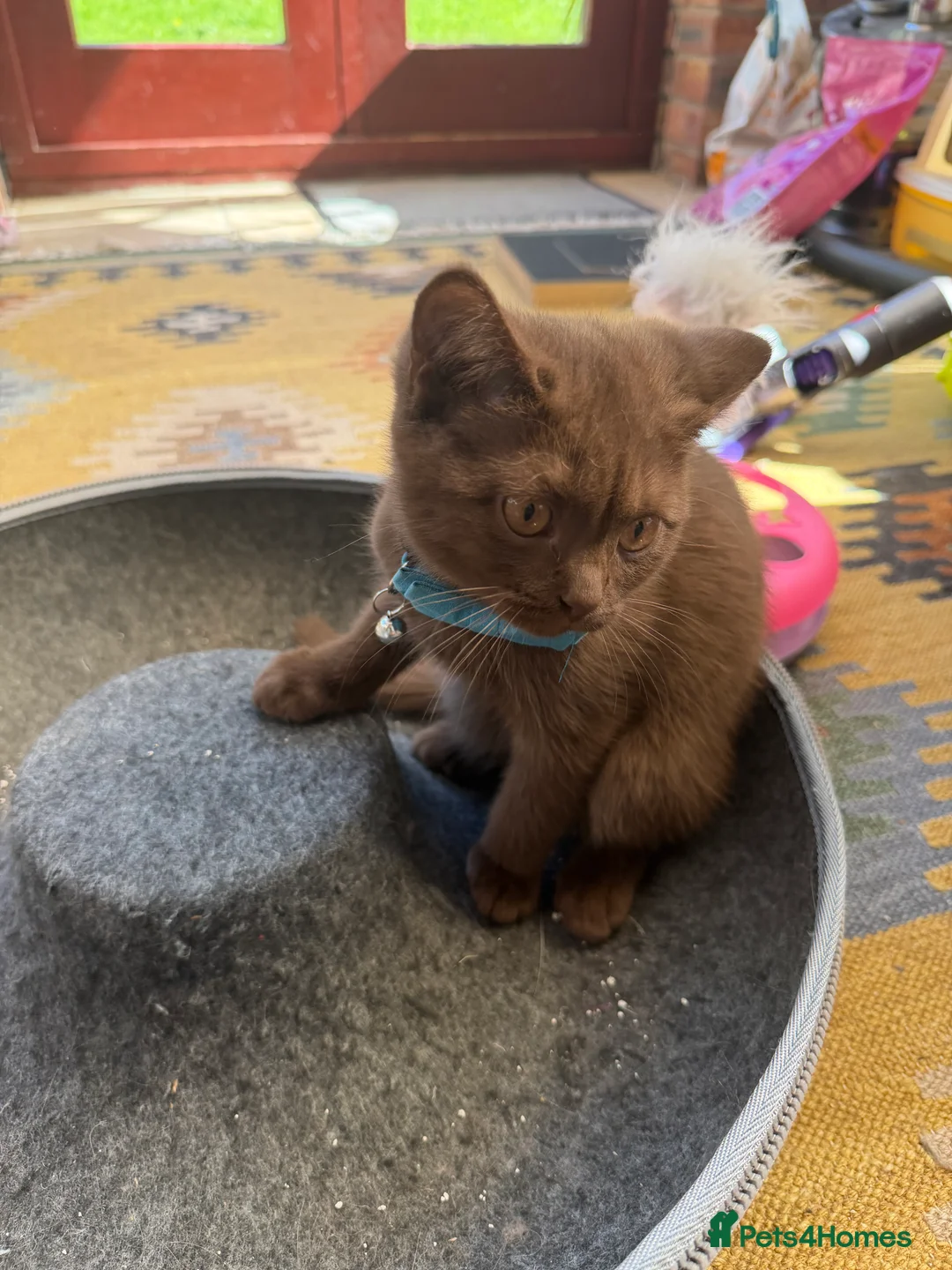 British Shorthair cats for sale: Beautiful Chocolate British Shorthair Kitten – Boy - Advert 1