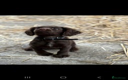 Cocker Spaniel dogs for stud: Merle Cocker Spaniel stud  - Image 4