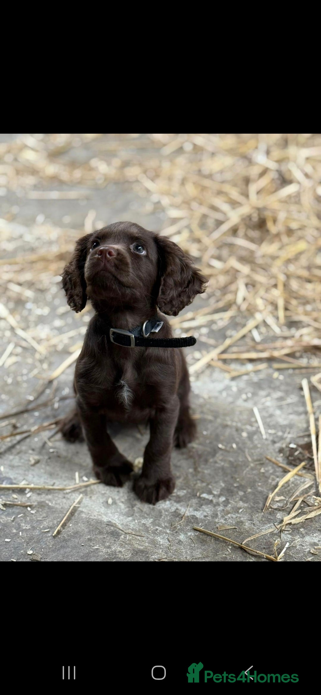 Cocker Spaniel dogs for stud: Merle Cocker Spaniel stud  - Image 4
