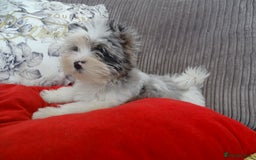 Yorkshire Terrier dogs for sale: Rare Colourful Pedigree Yorkies Certified Breeder - Image 31