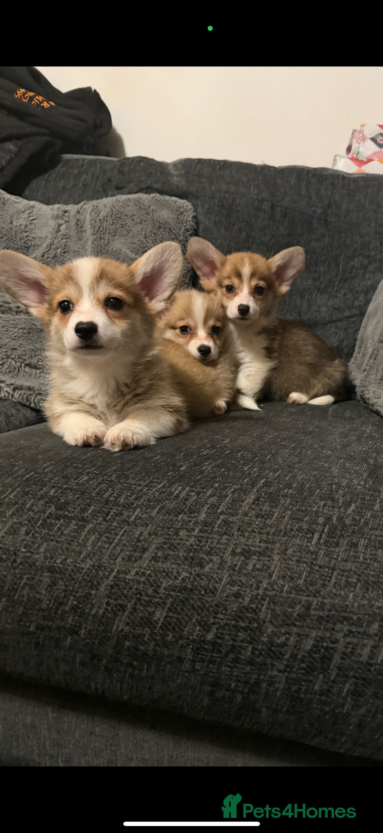 Welsh Corgi Pembroke dogs Kc reg Pembroke corgi babies available  - Advert 2