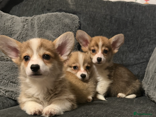 Welsh Corgi Pembroke dogs Kc reg Pembroke corgi babies available - Advert 2