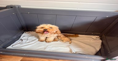Cavapoo dogs - Advert 1