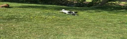 Cocker Spaniel dogs for sale: Worker Cocker Spaniel Puppies  in Cullompton - Advert 10