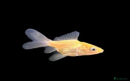 Fancy Goldfish fish for sale: Fancy Oranda goldfish - Image 8