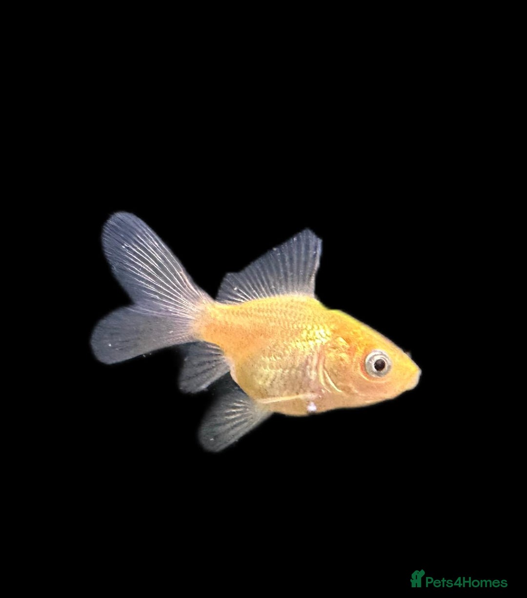 Fancy Goldfish fish for sale: Fancy Oranda goldfish - Image 8