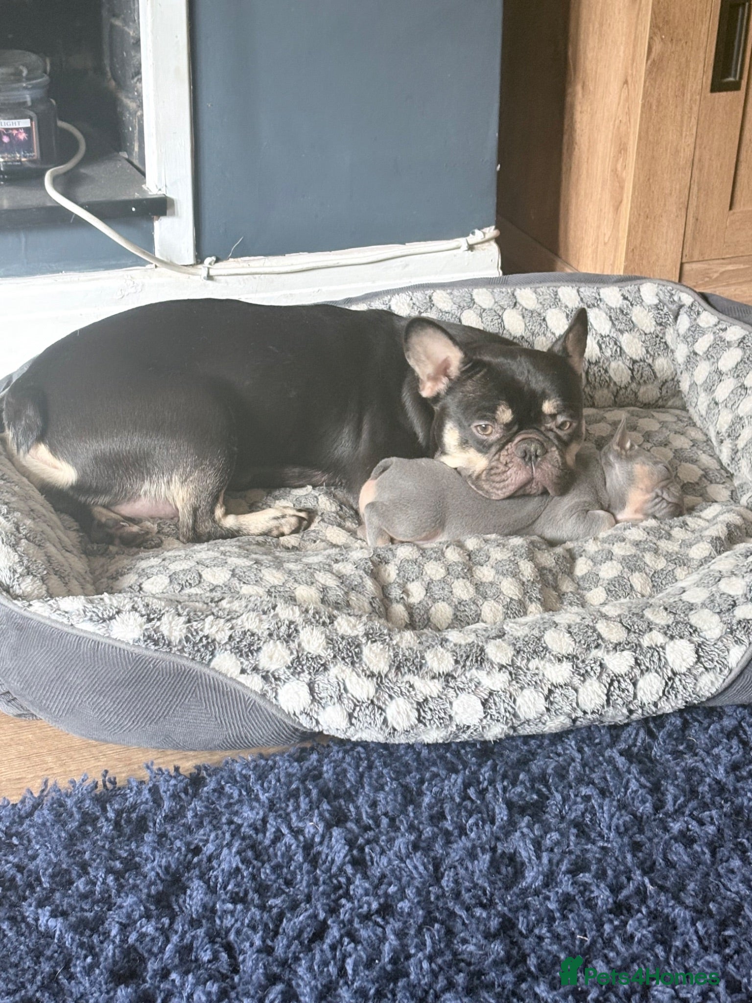French Bulldog dogs 3 beautiful female French bulldog puppies.  - Advert 1