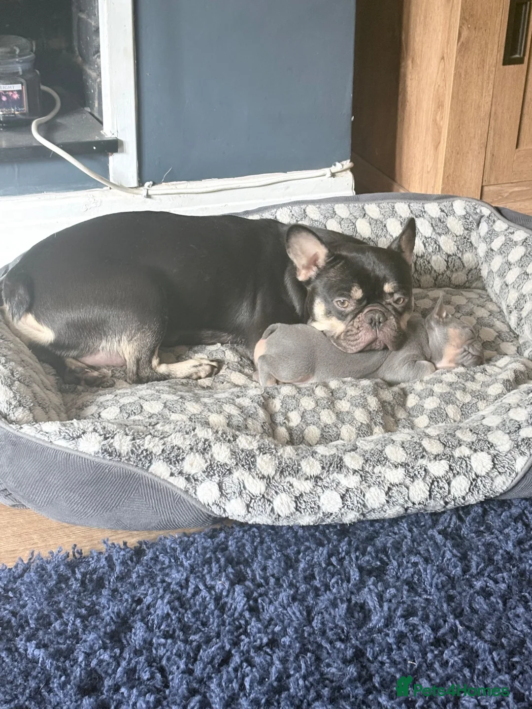 French Bulldog dogs for sale: 3 beautiful female French bulldog puppies.  - Advert 1