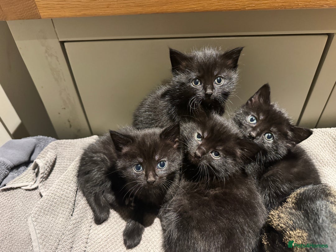 Mixed Breed cats for sale: 4 Black kittens - Advert 2