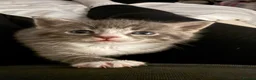 Mixed Breed cats for sale: Meet our rare beautiful kittens…  - Advert 3