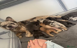 French Bulldog dogs for sale: Fluffy frenchies  - Image 11