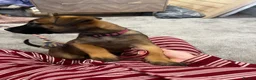 Belgian Shepherd Dog dogs for sale: Belgium Malinios Pups for sale  - Advert 5