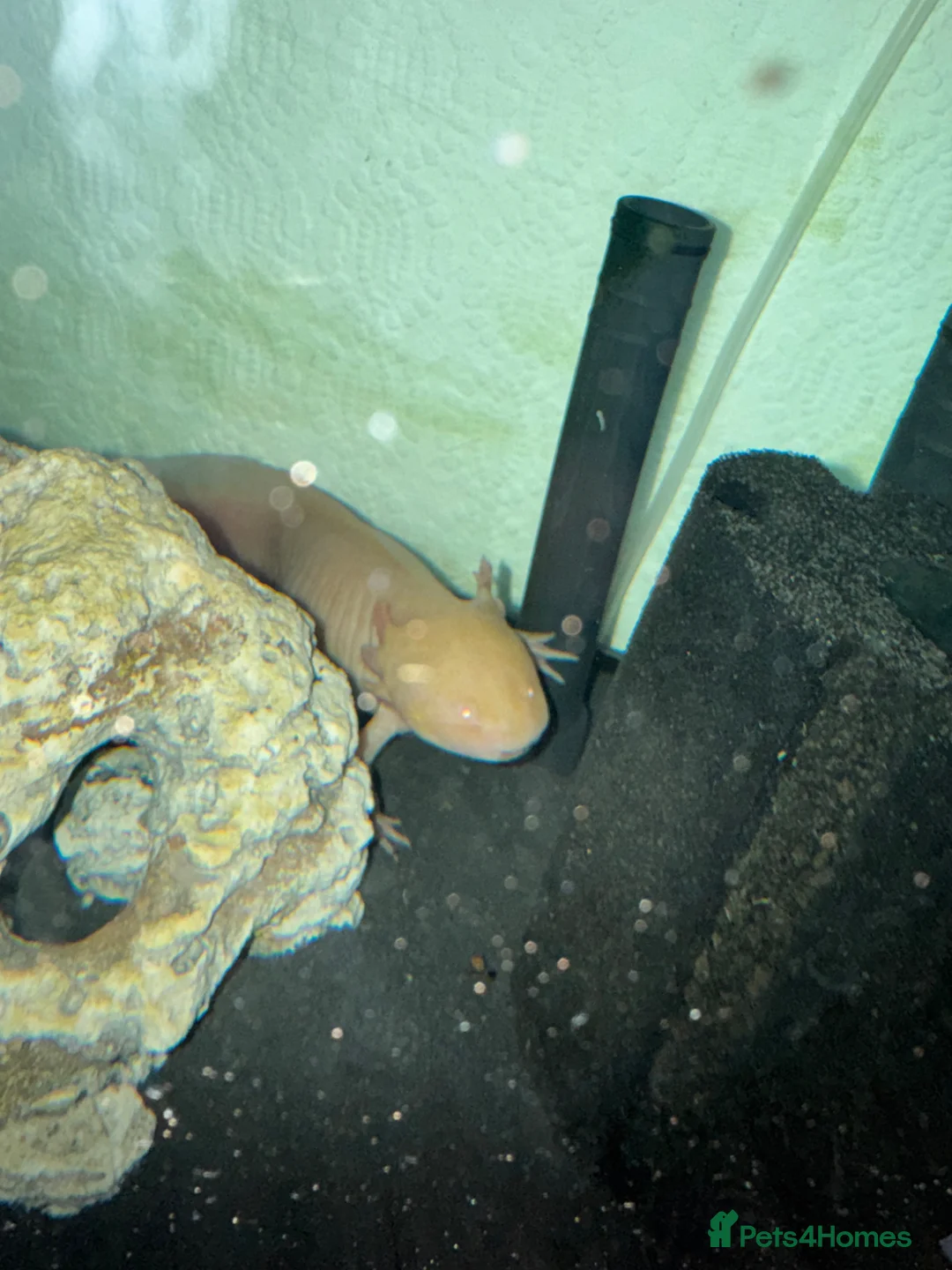 Axolotl reptiles for sale: Baby axolotls in Bridgwater - Advert 3