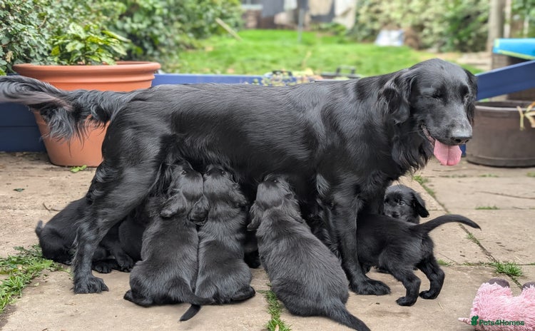 Flat coated Retriever dogs - Advert 1