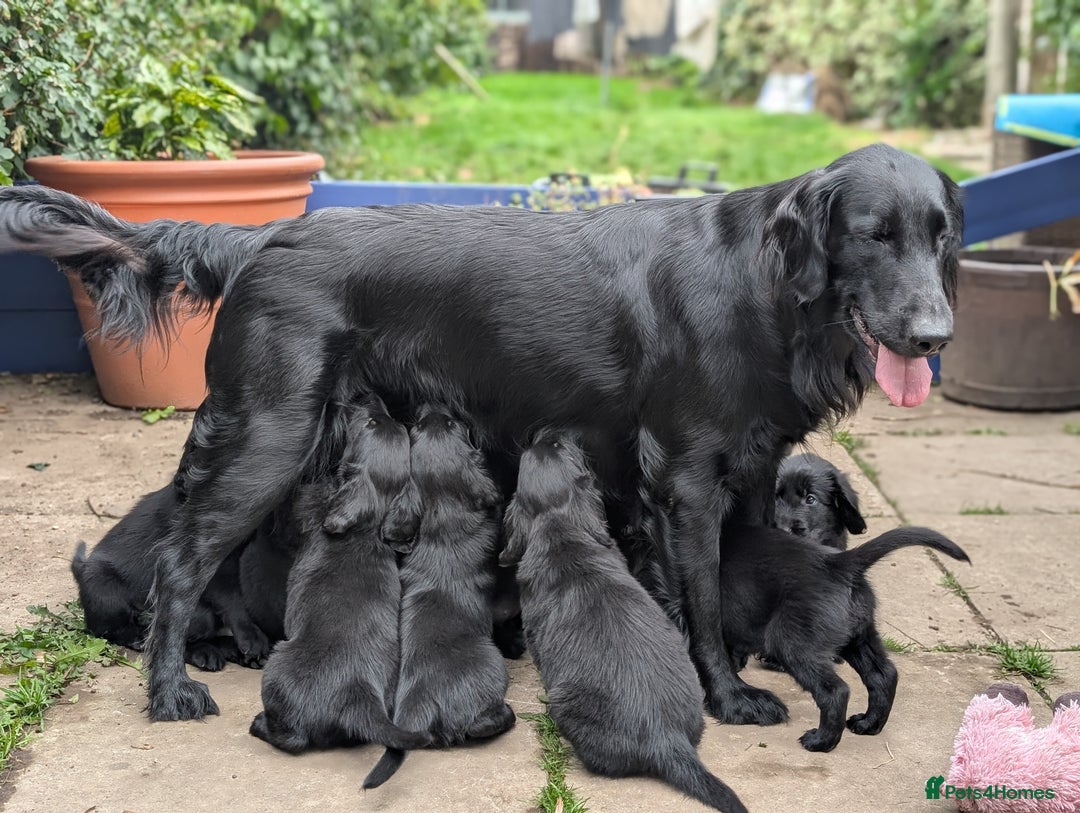 Flat coated Retriever dogs for sale: READY NOW Flat Coated Retriever Puppies - Image 1