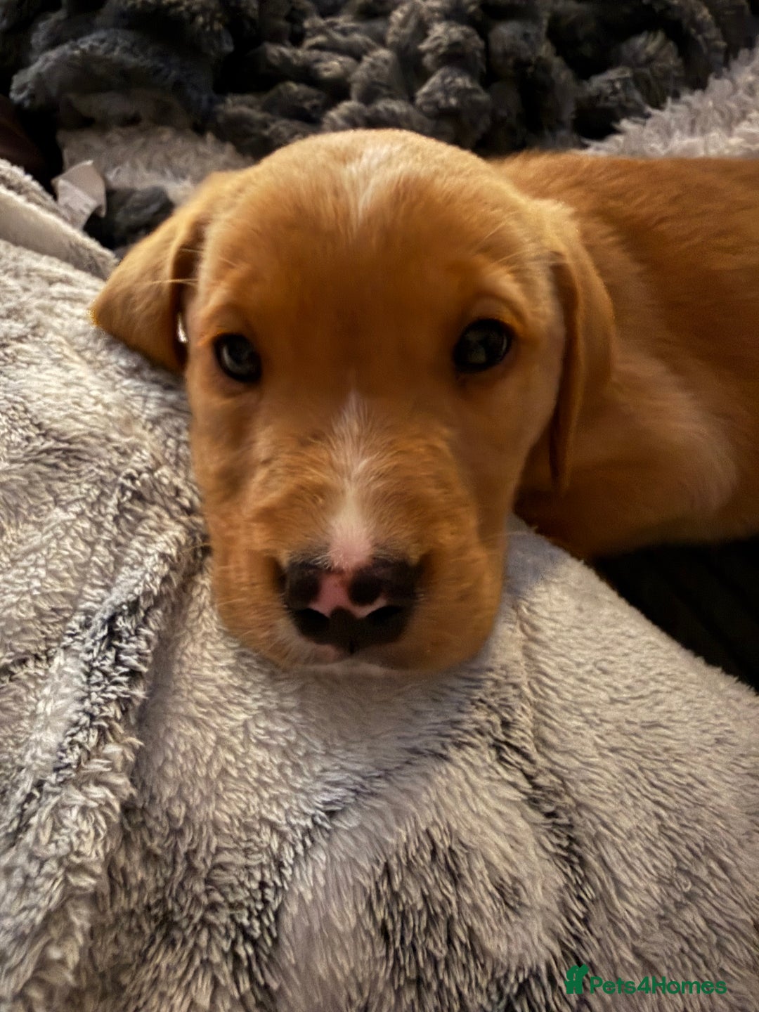 Labrador Retriever dogs for sale: Male Red fox labrador - Advert 5