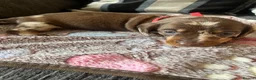 Dachshund dogs for sale: Dachshund puppies for sale  - Advert 19