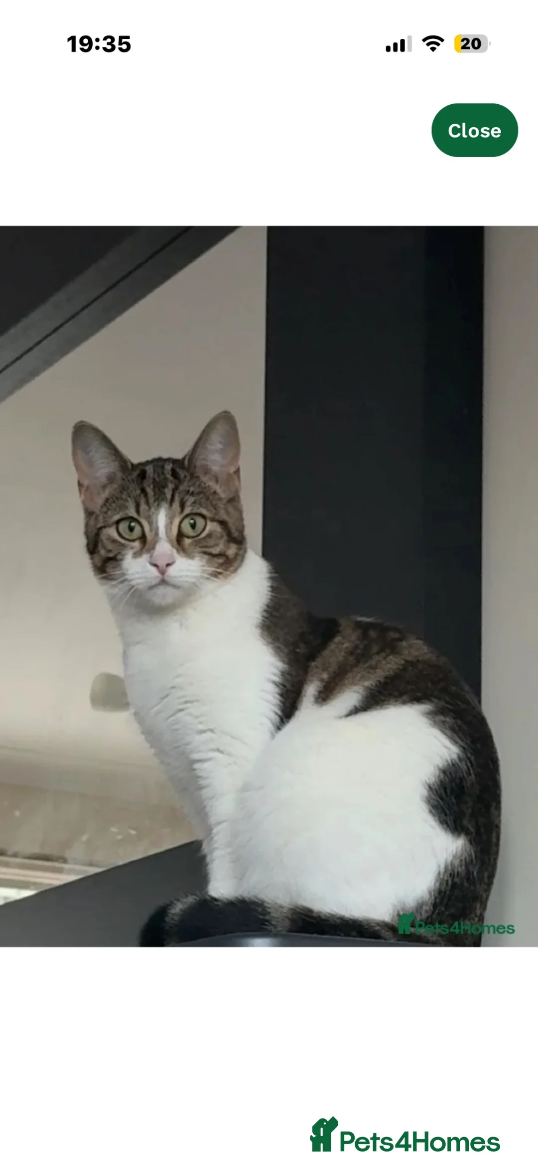 Mixed Breed cats for sale: Female cat - Advert 3