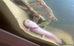 Axolotl reptiles for sale: Axolotl and tank for sale - Image 6