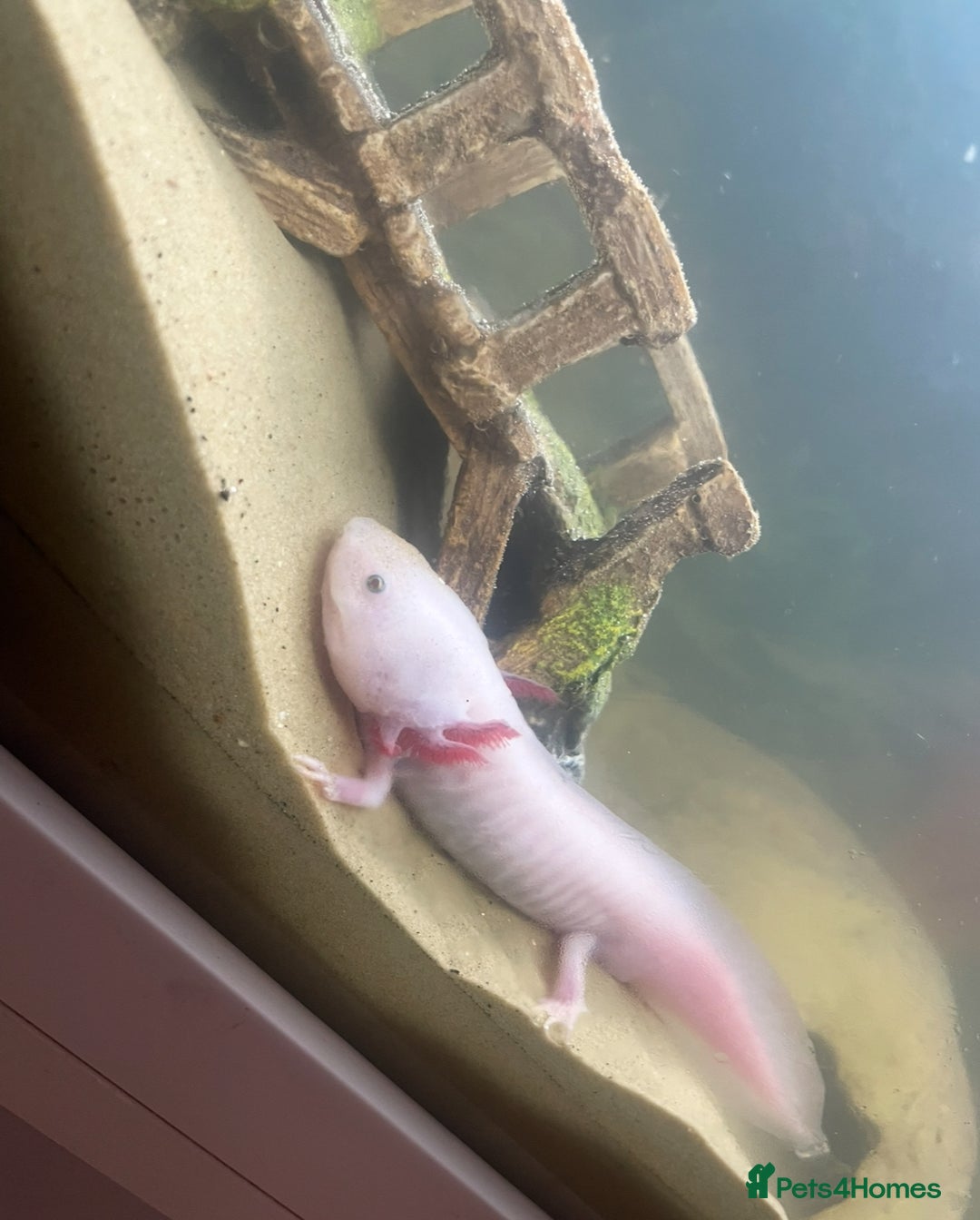 Axolotl reptiles for sale: Axolotl and tank for sale - Image 6
