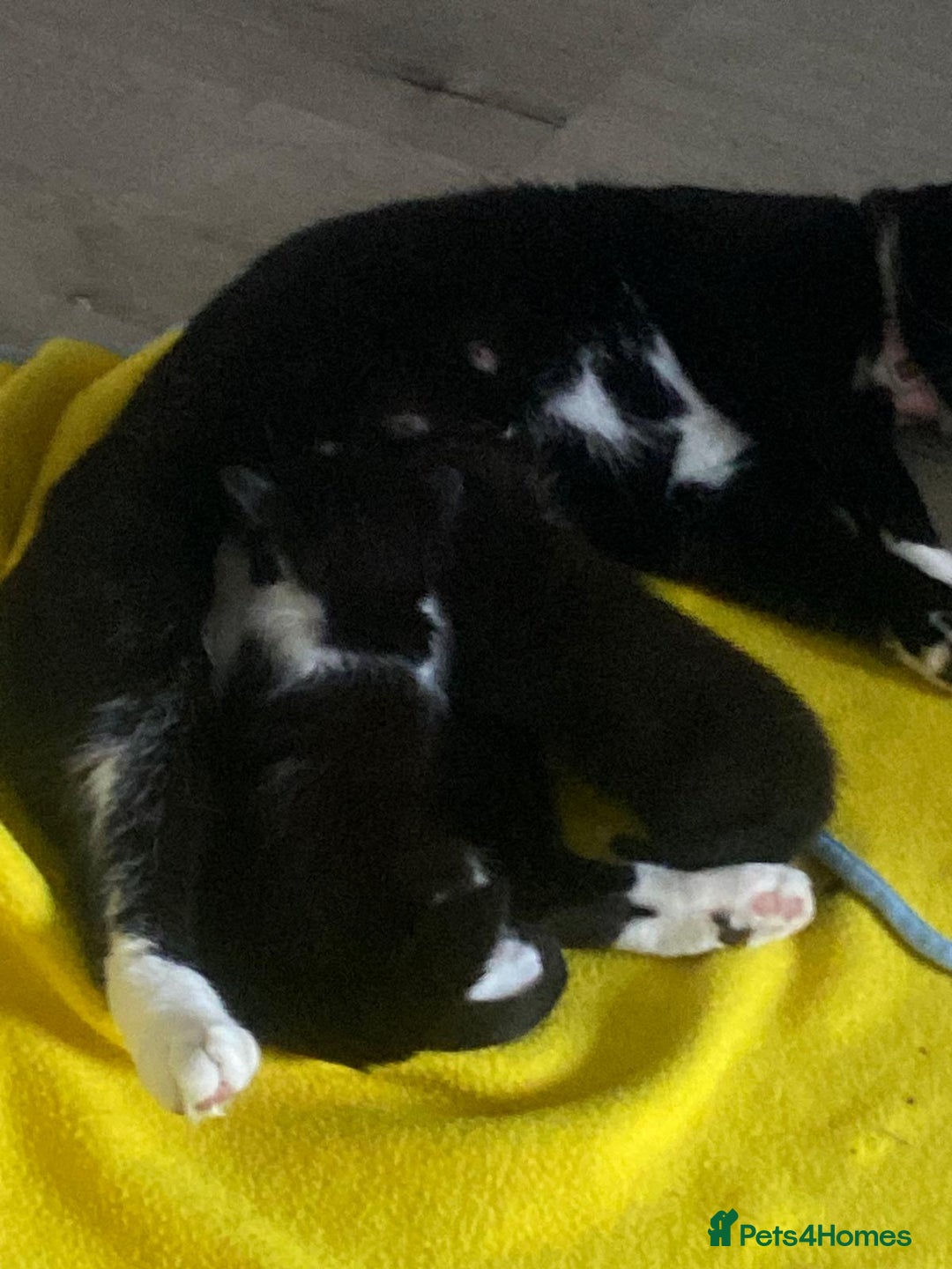 Mixed Breed cats for sale: One boy kitten - Image 8