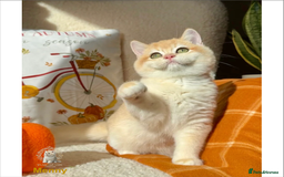 British Shorthair cats for sale: World Class Golden BSH/BLH Chinchilla, Shaded & CP - Image 37