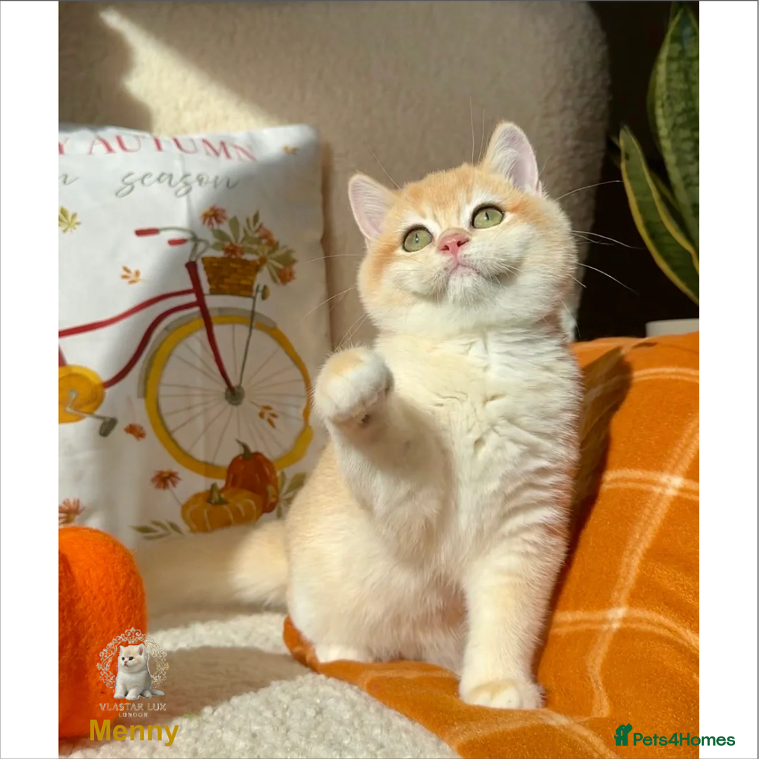 British Shorthair cats for sale: World Class Golden BSH/BLH Chinchilla, Shaded & CP - Image 37