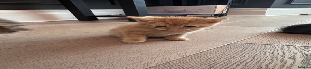 British Longhair Kitten 2