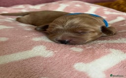 Cockapoo dogs for sale: 🌸3 gorgeous chunky Cockapoo puppy’s 🌸 - Image 8