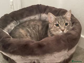 Mixed Breed cats Adorable female cats Looking for a Forever Home ! - Advert 1